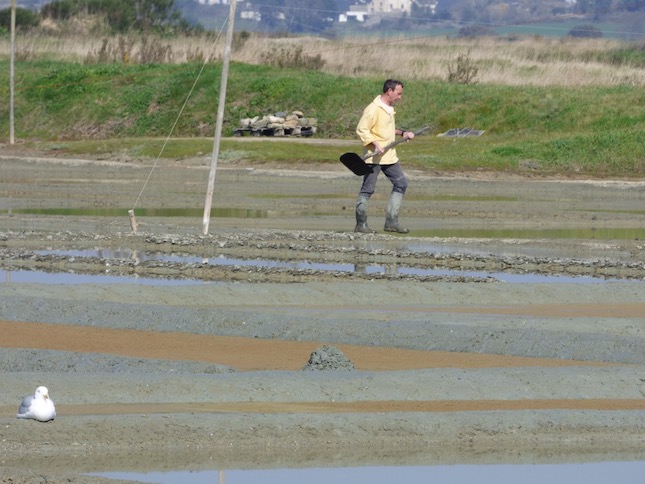 salt farmer french